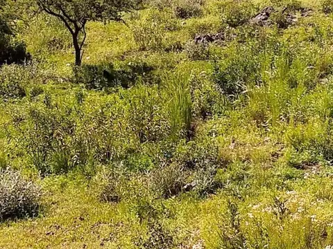 Campo Calmayo