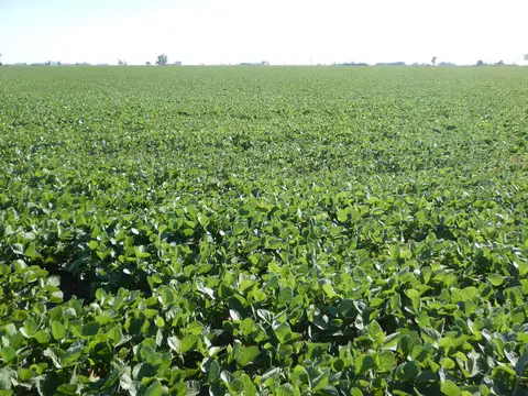 Campo en Venta Agrícola