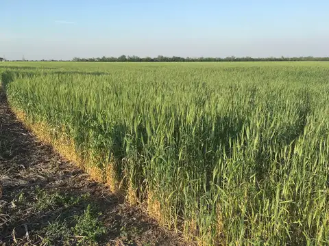 Camino público