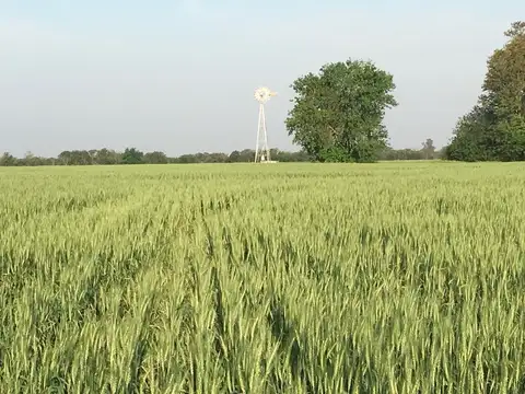 Campo en Venta de 38  ha