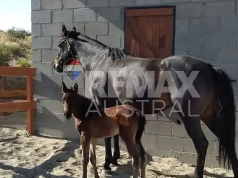 Terreno en Venta en Comodoro Rivadavia, USD 50.000