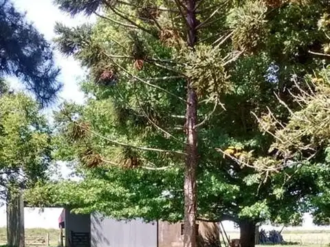 Perdices, a 2 Kms de Ruta 14