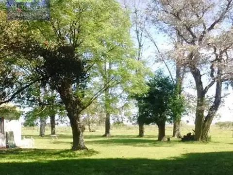 Campo - Perdices
