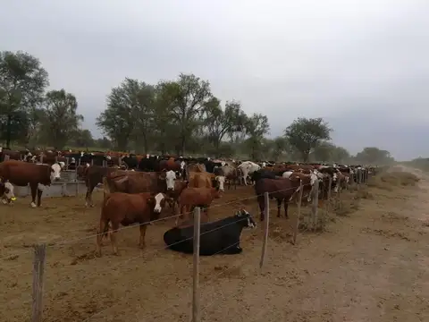 Campo en Venta 2650 hectáreas Salavina, Santiago del Estero.