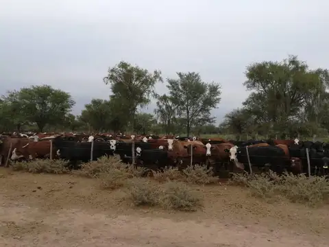 Saladillo del Rosario, Salavina