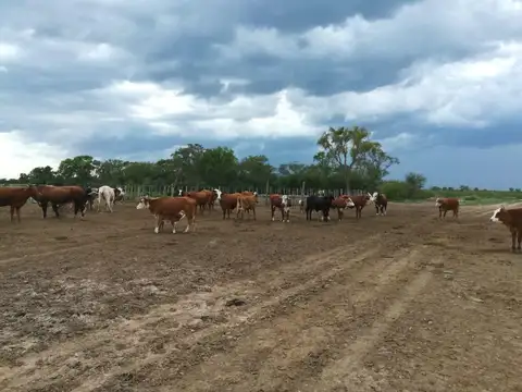 Campo en Venta 2650 hectáreas Salavina, Santiago del Estero.
