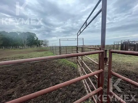 Campo de 300 hectáreas en R36 (km 50) y Camino a Payro - Magdalena