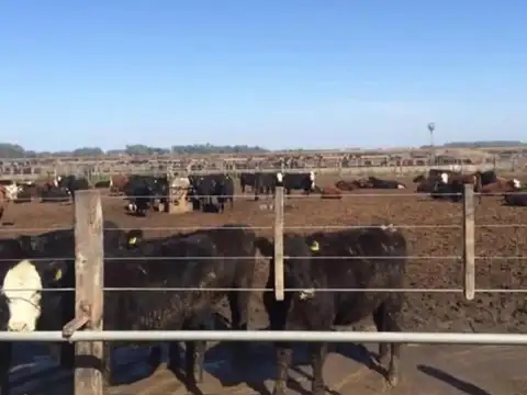 !Oportunidad¡ Campo Mixto 500 Has. 80% Agrícola