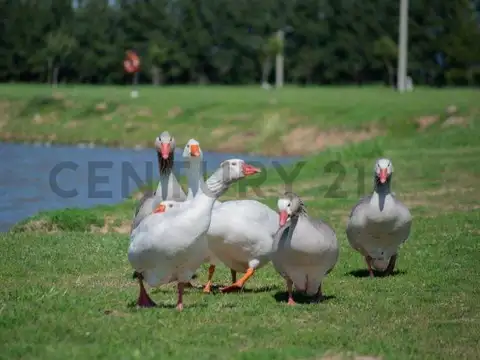 Venta de Lote en Campos de Roca II, Brandsen.Muy buena inversión! En excelente ubicaci...