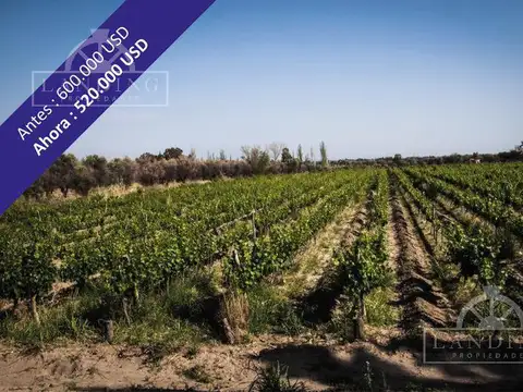 Campo - Finca Productiva de primer nivel, sobre Ruta 7, Mendoza, 24 has
