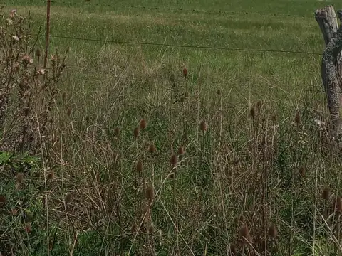 Lote - Venta - Argentina, DOMSELAAR - RUTA 6