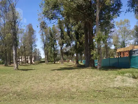 LOS ABEDULES al 4100 -ALVAREZ DEL BOSQUE