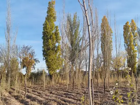 Venta Terreno Lujan De Cuyo Ideal Desarroladores