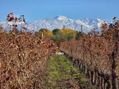 Finca 2,7 hectáreas con viñedo y olivos sobre calle principal de Lunlunta - Maipu
