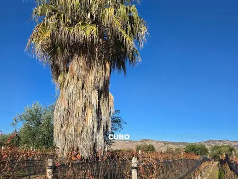 Franklin Villanueva s/n – Lunlunta – Maipú – Mendoza