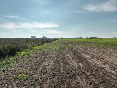 Campo de 86 has sobre Autopista Rosario - Buenos Aires