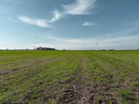 Campo en Ramallo ´86 has