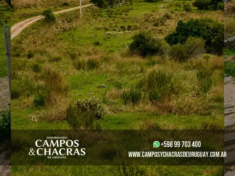 Campo en Venta Ganadero