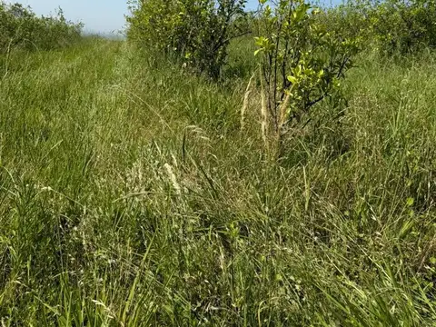 VENTA FINCA DE LIMONES TAFI VIEJO 17,5 HECTAREAS