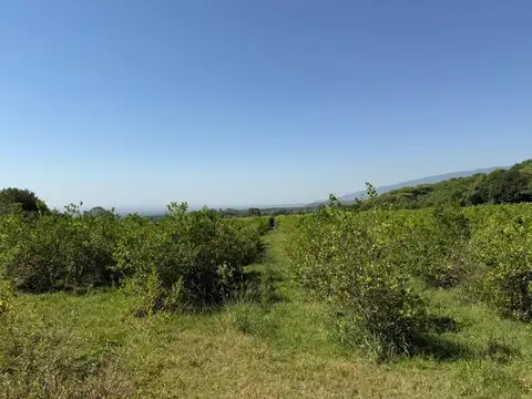 VENTA FINCA DE LIMONES TAFI VIEJO 17,5 HECTAREAS