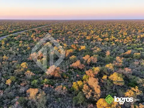 Campo Ganadero 1000 ha de monte sobre ruta asfaltada | Rivadavia B. Sur | Salta