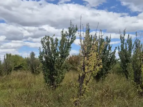 VENTA FINCA 79 HA - SAN MARTIN - MENDOZA