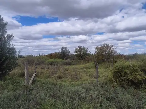 VENTA FINCA 79 HA - SAN MARTIN - MENDOZA