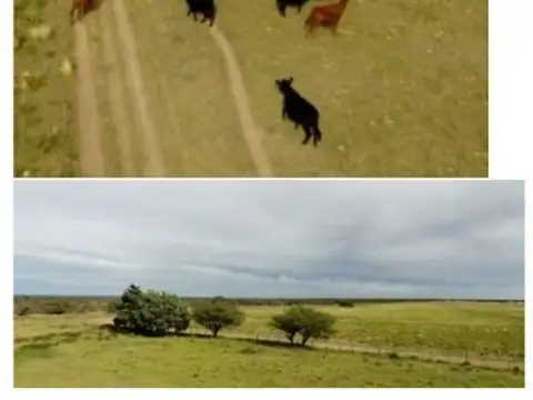 2500Has MIXTAS, LA PAMPA