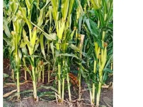 2500 Has MIXTAS, Gral.ACHA LA PAMPA