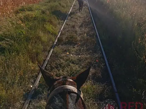 VENDO CHACRA  EN CERVANTES