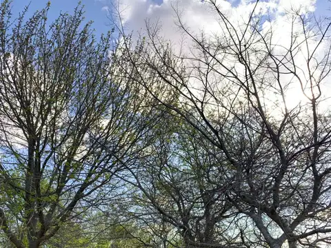 CALLE 10 ENTRE 404 BIS Y 406