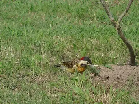 Chacras de La Reserva