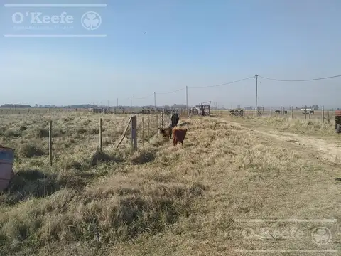 Campo Ganadero de 165 Has - Sobre Ruta - Ranchos