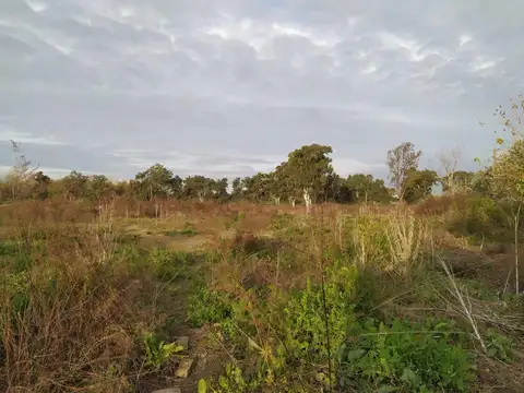 Macrolote J.M. Loreto 15.716