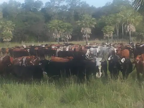 Campo de 2025 has. ganadero, bajo de precio, oportunidad!