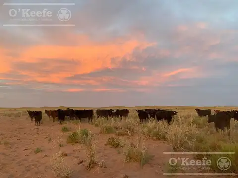 Campo de Cría/Recría 74.000 Has.   para 8800 madres, armado en Mendoza