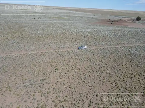 Gral Alvear , Mendoza 74.000 Has. Campo de Cría/Recría para 5000 madres, armado