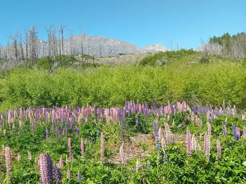 Tu refugio en la Patagonia: terreno de 3.000 m² 