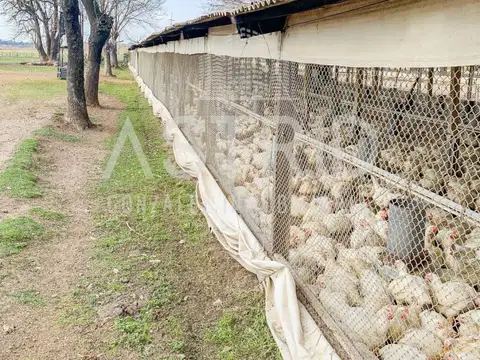 Venta de granja A DESARMAR, Pilar