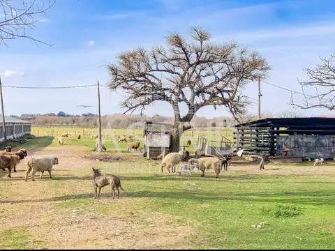 Venta de granja A DESARMAR, Pilar