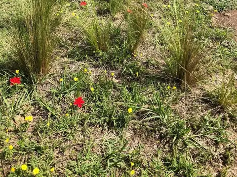 SAN ESTEBAN, PUNILLA Costanera Norte