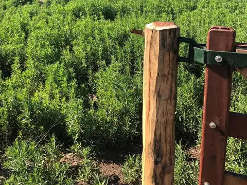 Terreno en Venta en Villa Ruiz, USD 24.000