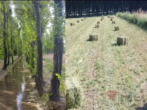 CHACRA DE 10HA EN VENTA EN SENILLOSA