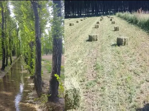 CHACRA DE 10HA EN VENTA EN SENILLOSA