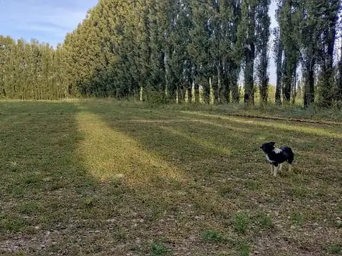 CHACRA DE 10HA EN VENTA EN SENILLOSA