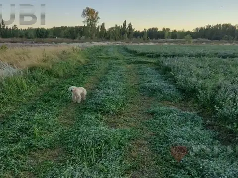 CHACRA DE 10HA EN VENTA EN SENILLOSA
