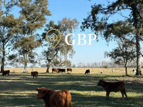 Xch8+hg, Cañuelas, Provincia De Buenos Aires