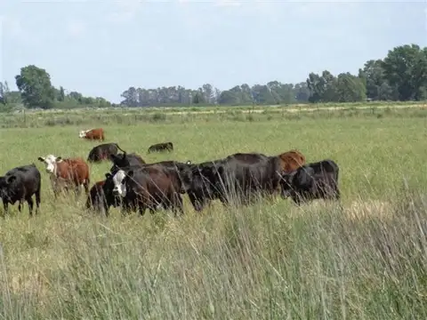 General Acha, La Pampa 100