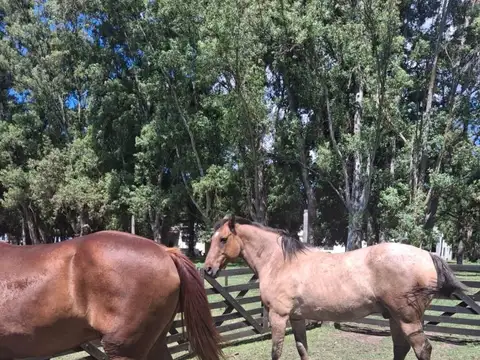 Ruta 51 100