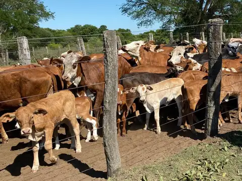 Campo en venta - 1.597 Hectáreas - Chaco